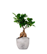 Ficus Ginseng