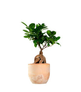 Ficus Ginseng