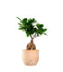 Ficus Ginseng