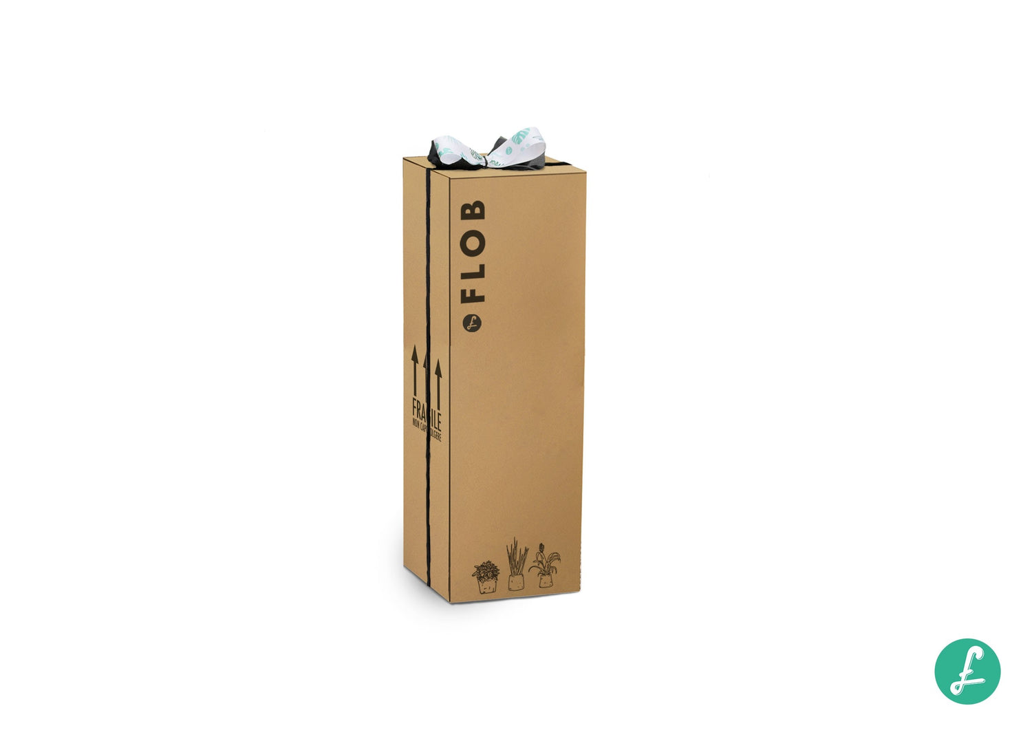Ficus Ginseng