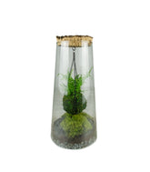 Kokedama in terrario