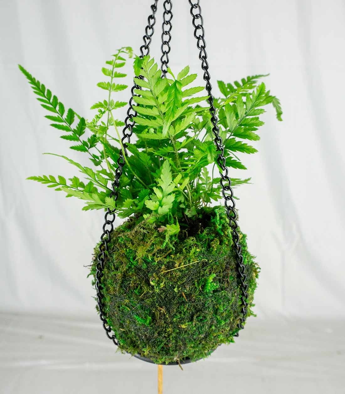 Kokedama in terrario