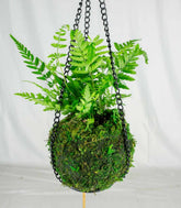 Kokedama in terrario