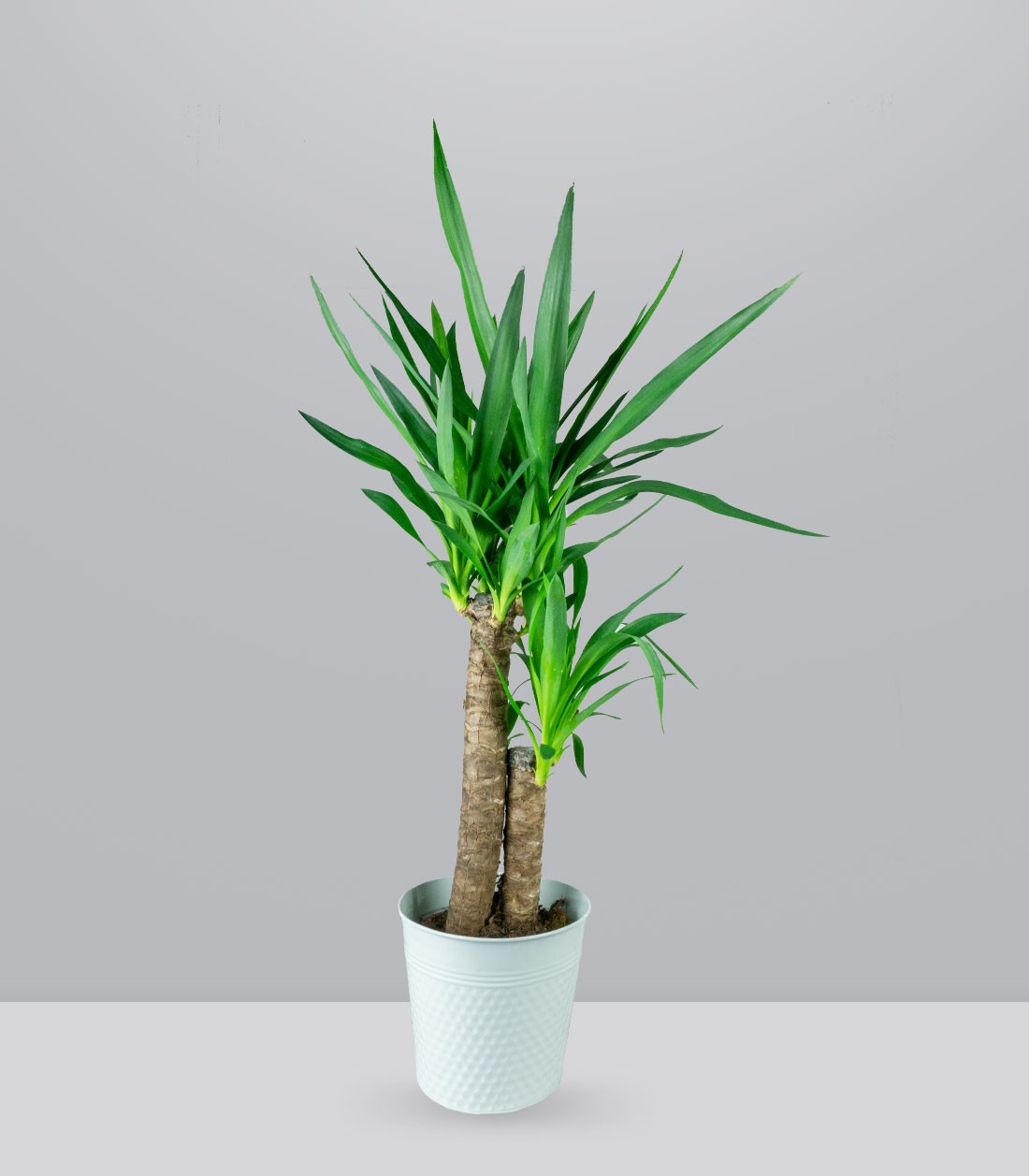 Pianta di Yucca da interno | 80 cm