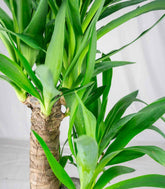 Pianta di Yucca da interno | 80 cm