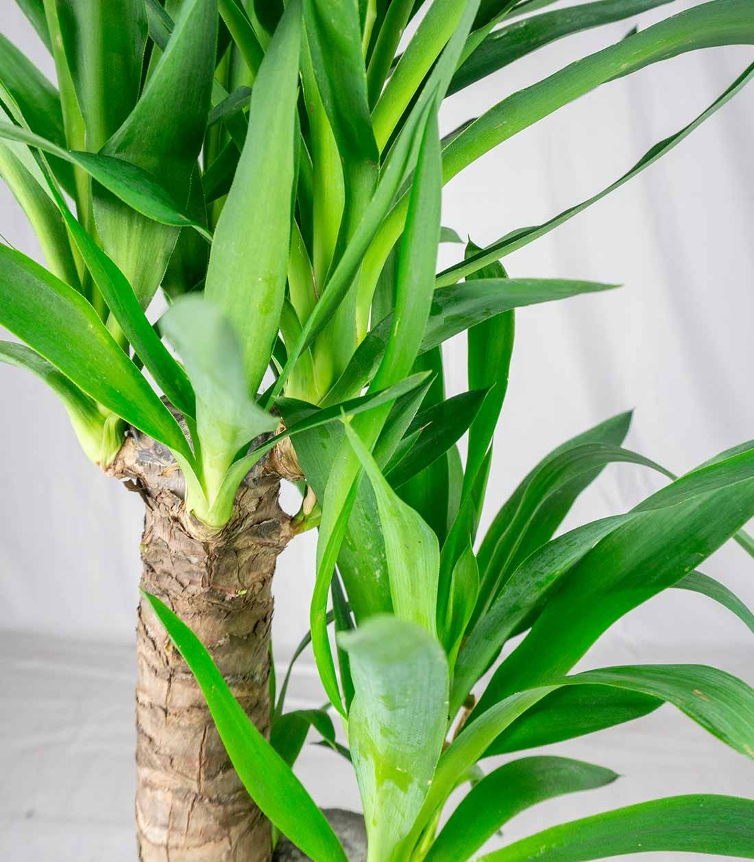 Pianta di Yucca da interno | 80 cm