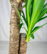 Pianta di Yucca da interno | 80 cm