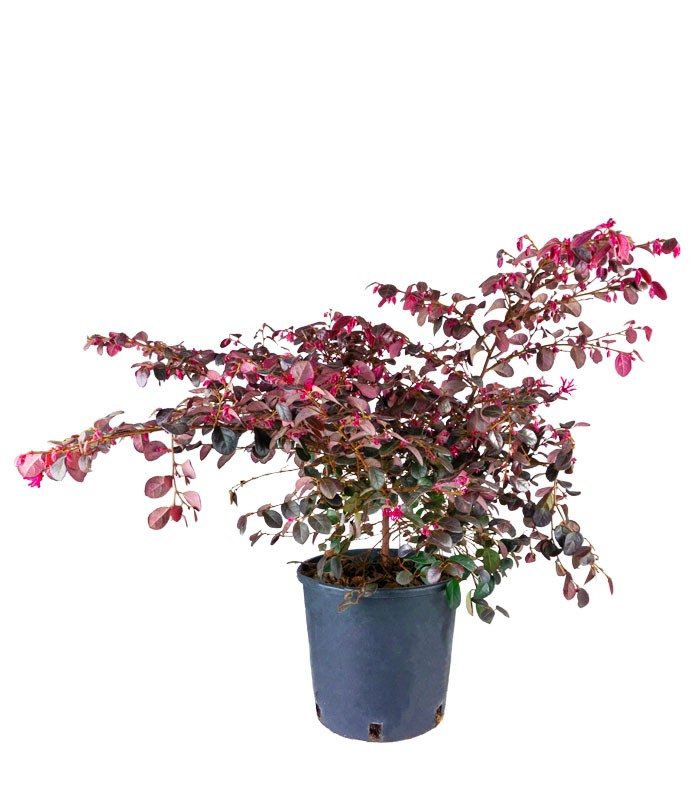 Loropetalum (Loropetalo) – Pianta Sempreverde 45 cm