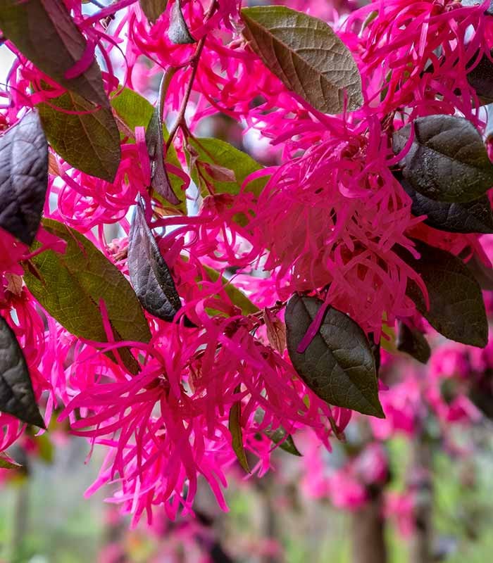 Loropetalum (Loropetalo) – Pianta Sempreverde 45 cm