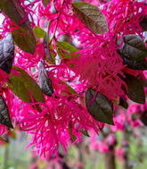 Loropetalum (Loropetalo) – Pianta Sempreverde 45 cm