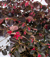 Loropetalum (Loropetalo) – Pianta Sempreverde 45 cm