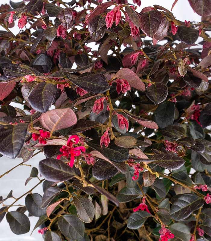 Loropetalum (Loropetalo) – Pianta Sempreverde 45 cm