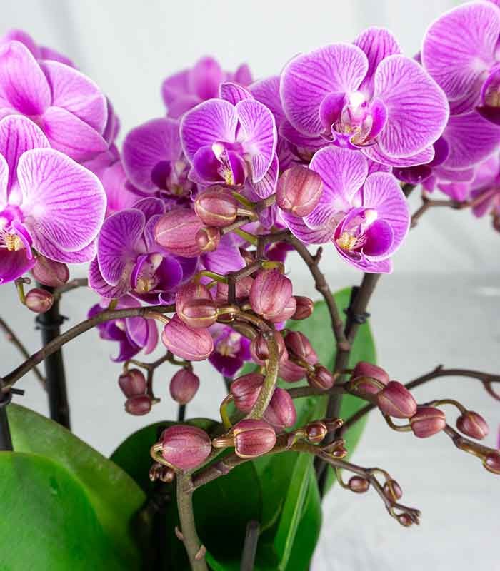 Phalaenopsis Bellissimo