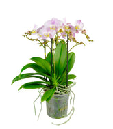 Phalaenopsis Bellissimo