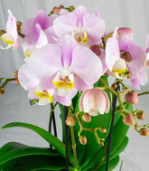 Phalaenopsis Bellissimo