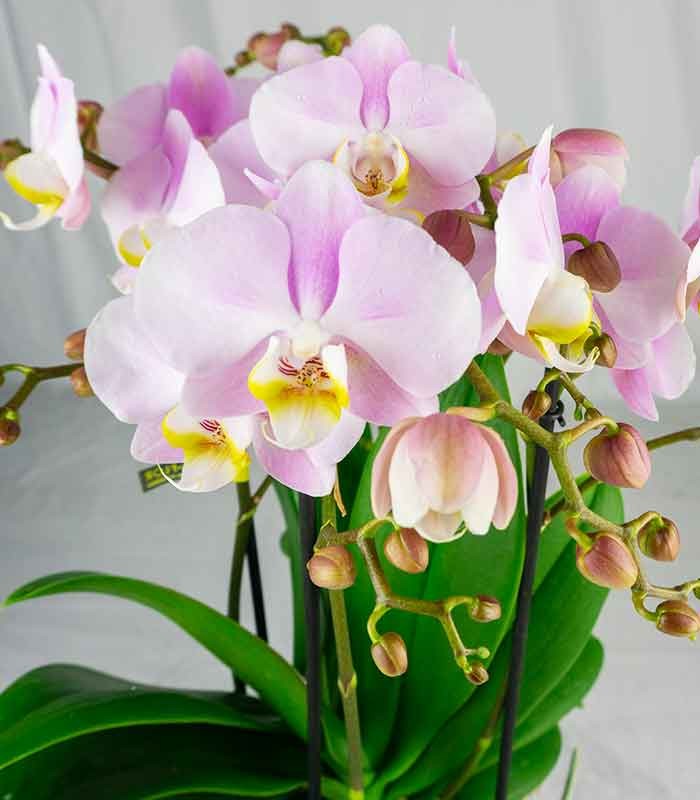 Phalaenopsis Bellissimo