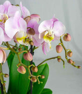 Phalaenopsis Bellissimo
