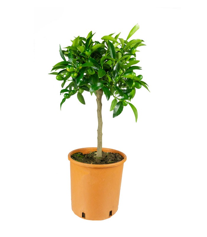 Pianta di Kumquat