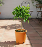 Pianta di Kumquat