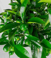 Pianta di Kumquat