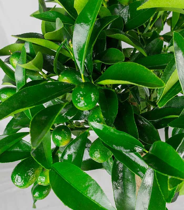 Pianta di Kumquat