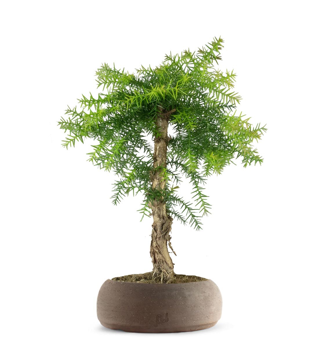 Araucaria