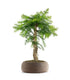 Araucaria