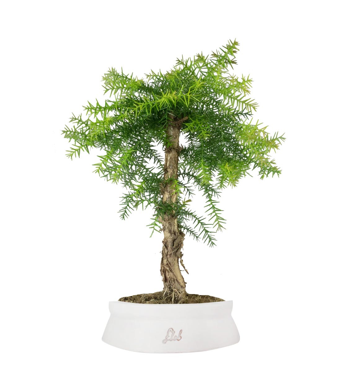 Araucaria