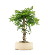 Araucaria