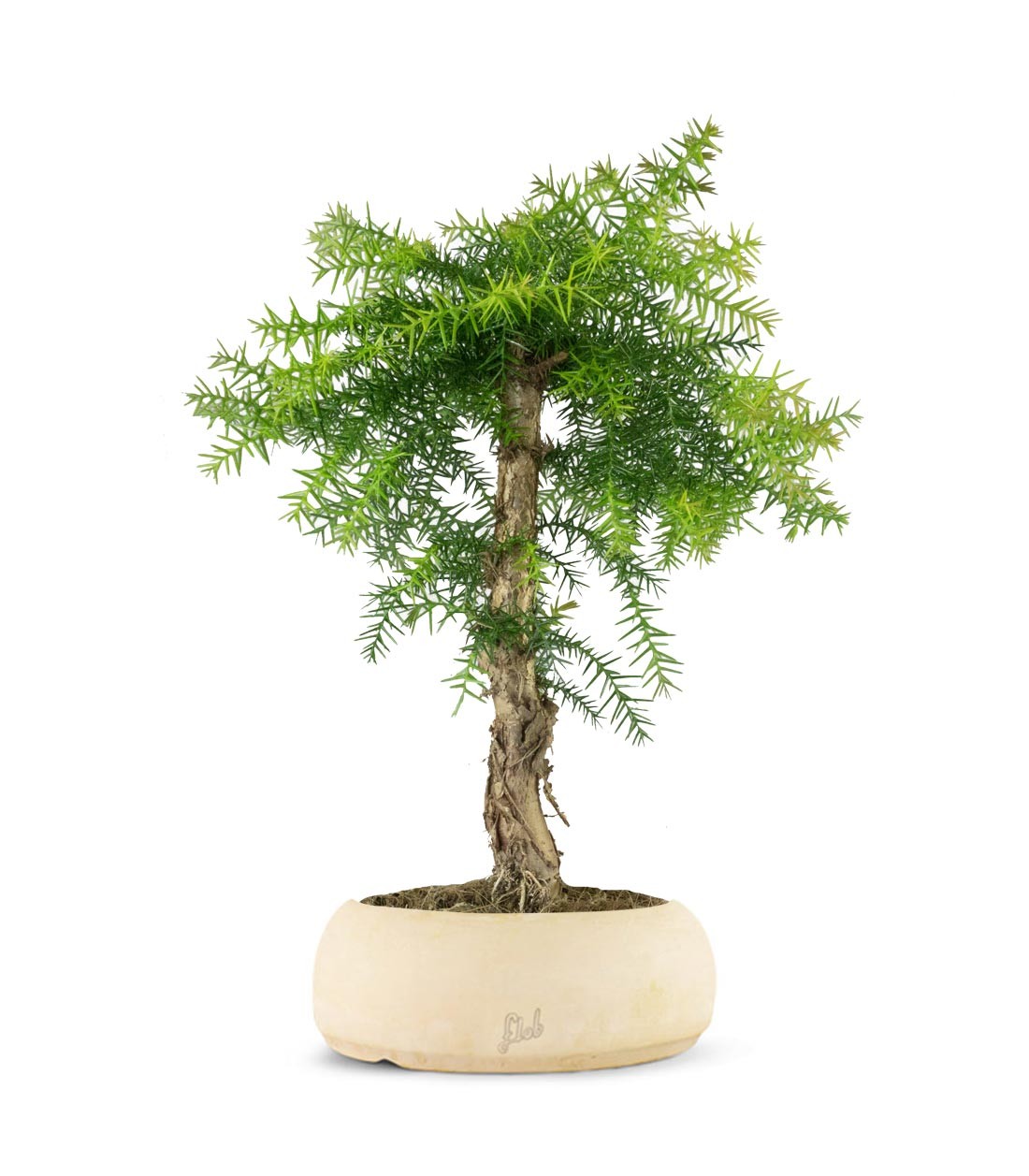 Araucaria