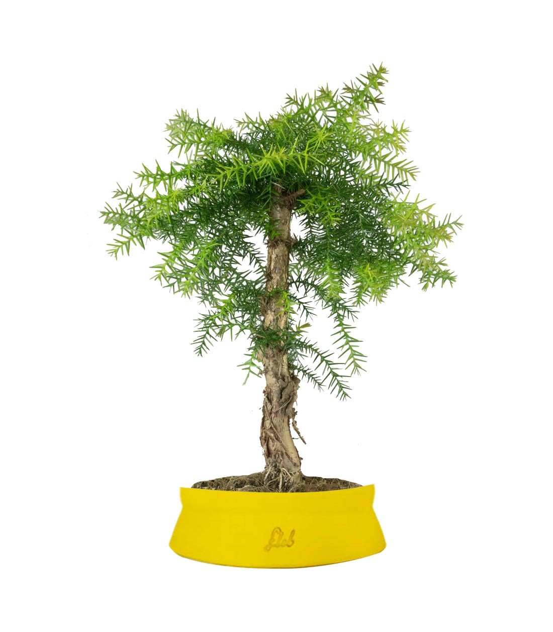 Araucaria