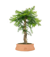Araucaria