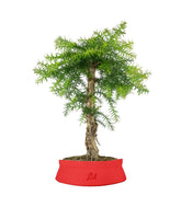 Araucaria
