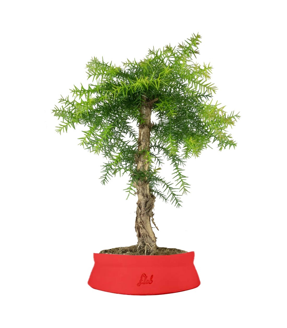 Araucaria