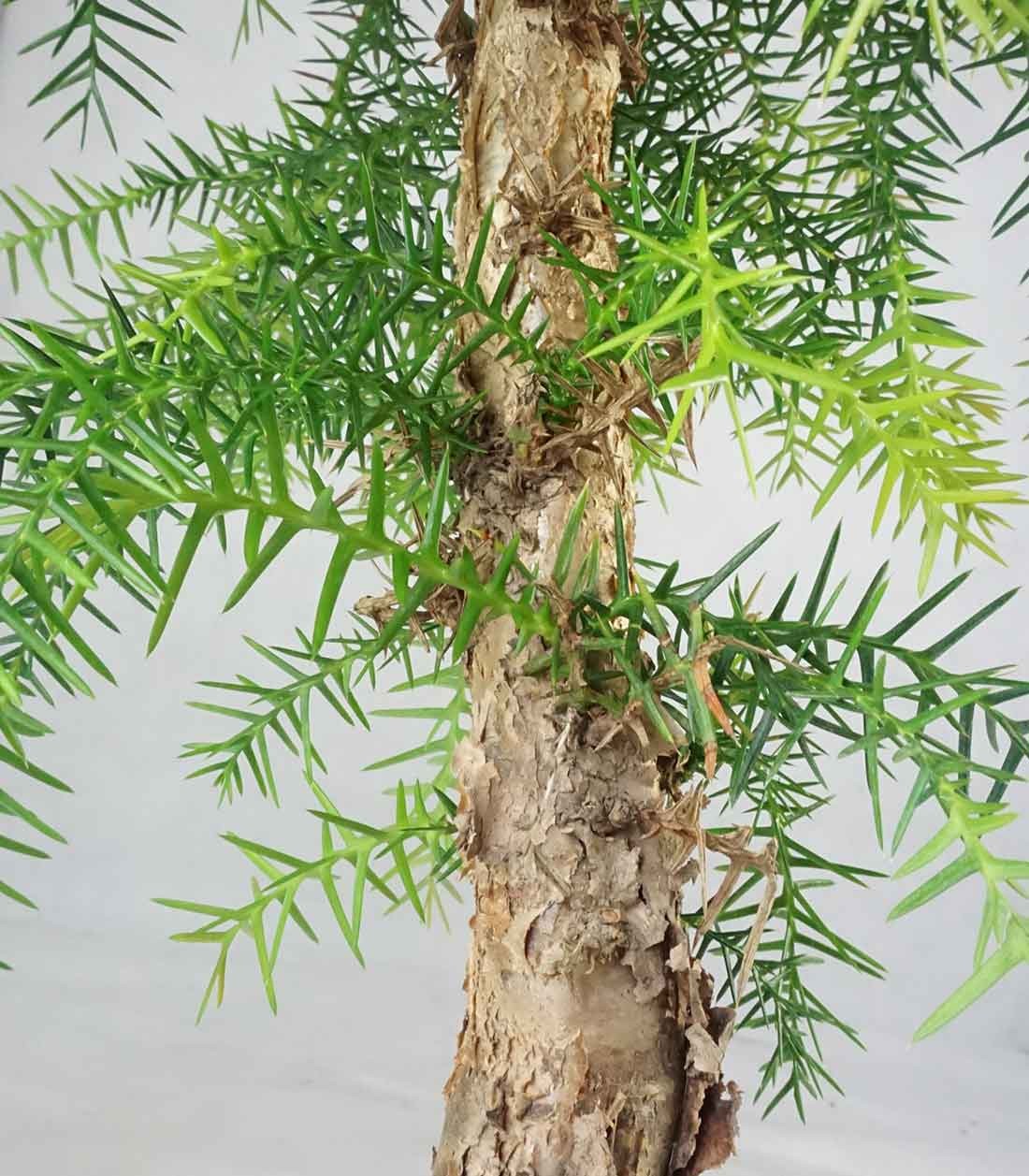 Araucaria