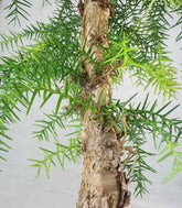 Araucaria