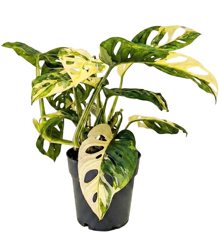 Filodendro Monkey Mask variegato - Japanese Tricolor