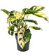 Filodendro Monkey Mask variegato - Japanese Tricolor