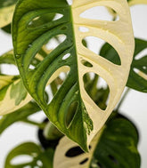Filodendro Monkey Mask variegato - Japanese Tricolor