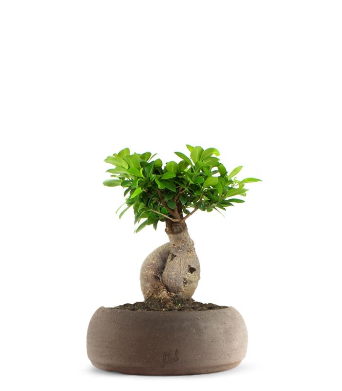 Ficus Ginseng M