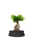 Ficus Ginseng M