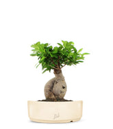 Ficus Ginseng M
