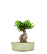 Ficus Ginseng M