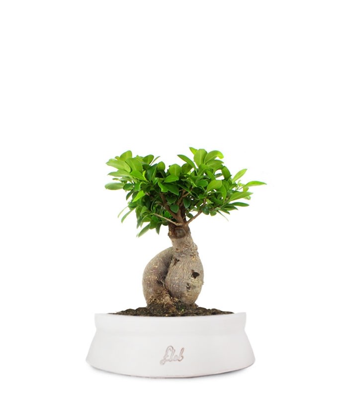 Ficus Ginseng M