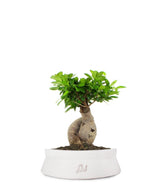 Ficus Ginseng M