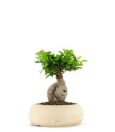Ficus Ginseng M