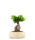 Ficus Ginseng M