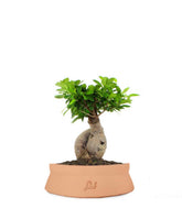 Ficus Ginseng M