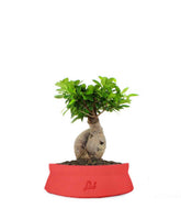 Ficus Ginseng M