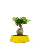 Ficus Ginseng M